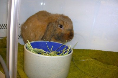 Rabbit with food in solid crock
