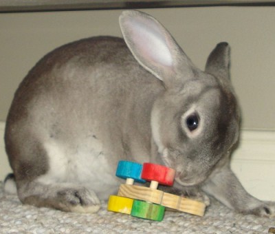Rabbit with gnawing toy
