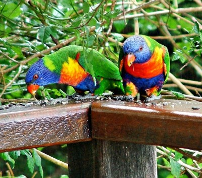 Rainbow lorikeets (Trichoglossus haematodus) eating sunflower seeds.