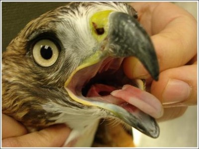 Raptor tongue