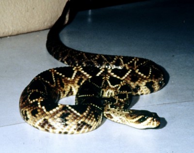 Rattlesnake