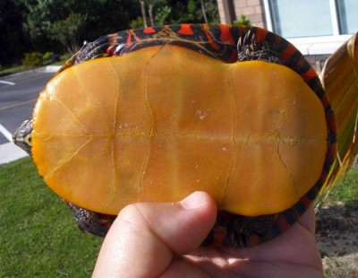Normal, smooth plastron or bottom shell in a turtle. 
