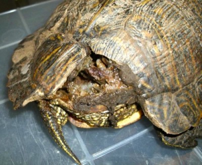 Red-eared slider with severe infection