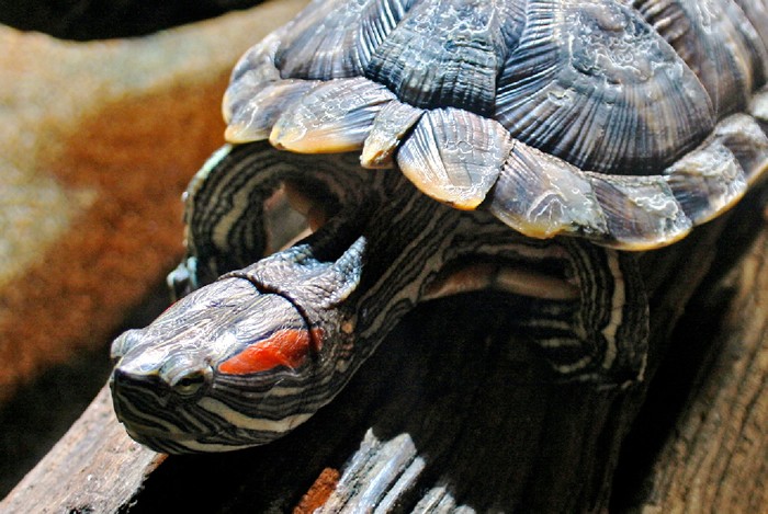 adult red ear slider turtle