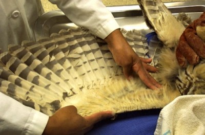 Passive range of motion exercises in a red-tailed hawk
