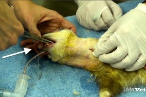 Redirija la punta del tubo 180 grados (flecha) y empuje el tubo caudalmente hacia el esófago