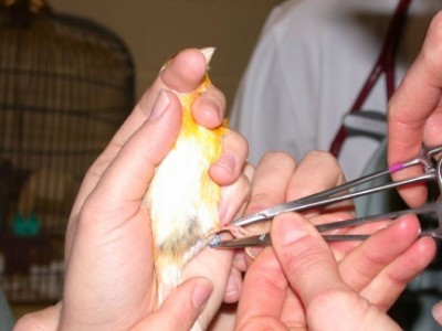 Removal of a leg band