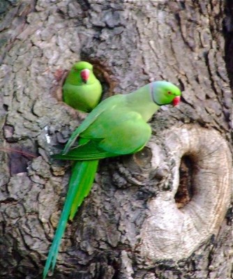 ring necked parakeets tree nest