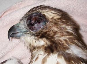 Red-tailed hawk with anticoagulant rodenticide toxicosis