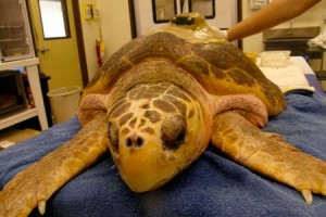 Sea turtle with a body condition score of approximately 3.5 out of 5.