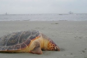 A robust sea turtle with a body condition score of approximately 4 out of 5. 
