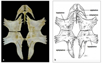 En las tortugas marinas, el plastrón se compone de cuatro huesos pares y un hueso impar, el entoplastron