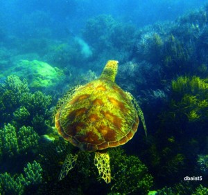 Sea turtle species are found in all oceans of the world except for the Arctic ocean. 