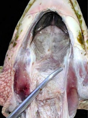 Gross necropsy photo showing the entrance to the Eustachian tube (probe)