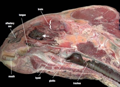Parasagittal section of the sea turtle head