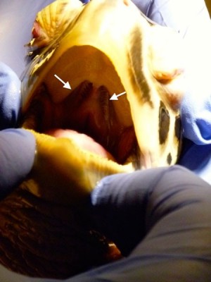 The internal nares can be visualized through the turtle’s choanae, visible on the roof of the mouth