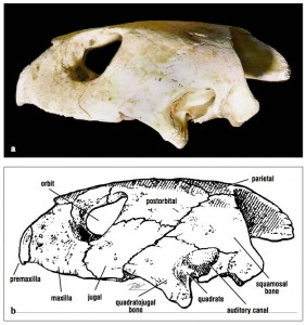 The lateral facial and jawbones identified on this cheloniid skull vary in form with species.