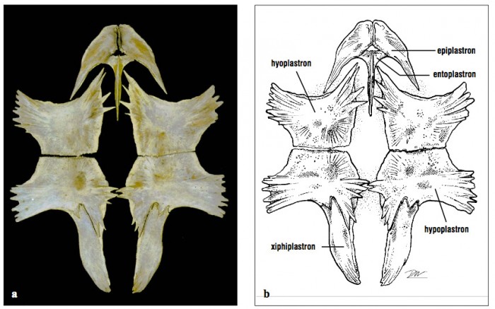 The plastron is composed of one unpaired bone and four paired bones.