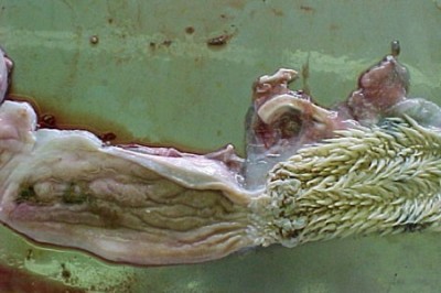 The prominent esophageal papillae of the proximal esophagus can sometimes be visualized during oral examination of the sea turtle