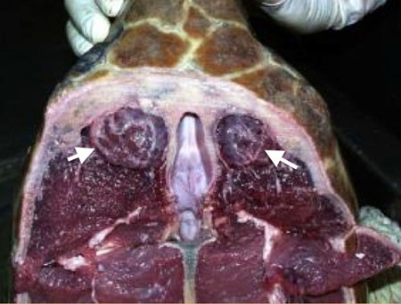 Sea Turtle Physical Examination Part 1: Eyes-Ears-Nose-Throat | LafeberVet