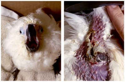 Severe crop burn injury is one potential reason for esophagostomy tube placement in birds