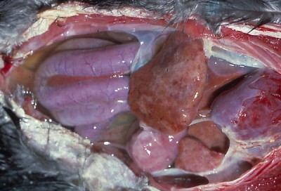 Severe liver cirrhosis and a hydrops ascitis in a mynah bird