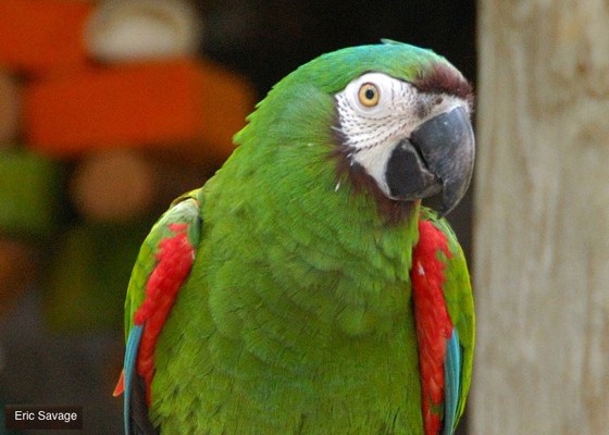 Severe macaw