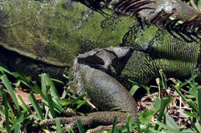 Shedding iguana