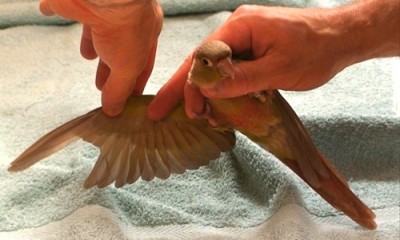 Clipped feathers