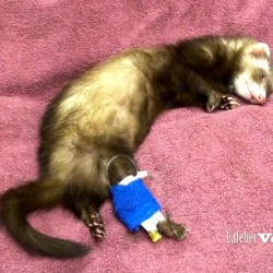 sick ferret with a saphenous catheter