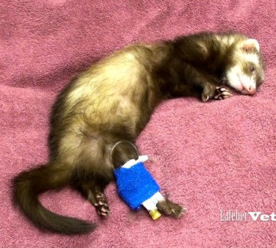 Sick ferret with a saphenous catheter