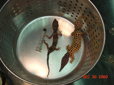 Emaciated leopard gecko (left); overweight gecko (right)