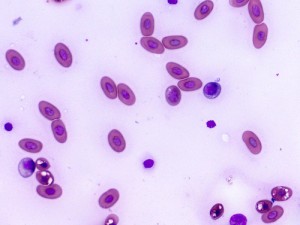 snake blood cells