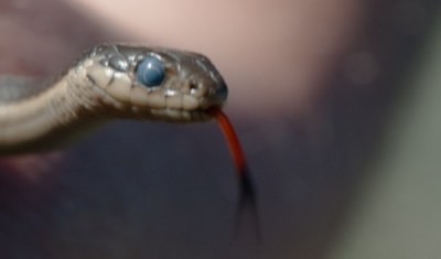 Snake in blue