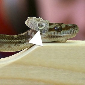 Presenting problem: Retained Spectacles in Reptiles 