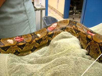 boa constrictor bite treatment