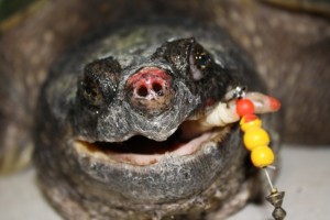 Lodged fish hooks are commonly observed in snapping turtles.