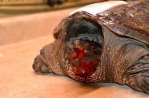 The prognosis for snapping turtles with severe facial trauma can be surprisingly good.