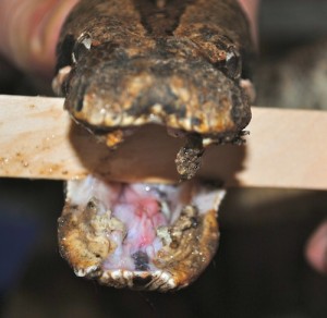 Stomatitis in a red-tailed boa