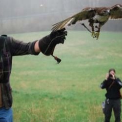 Demonstration led by master falconer, Dawn Kelly.
