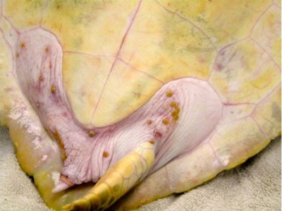 Fibropapillomatosis in the sea turtle often begins as subtle, plaque-like lesions. 