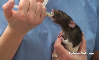 Syringe feeding rat