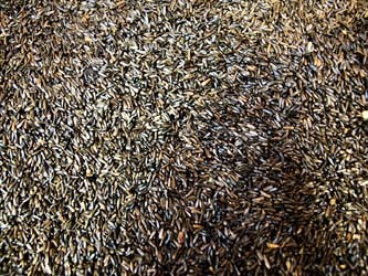 Les graines de niger sont des graines oléagineuses fréquemment proposées aux passereaux chanteurs