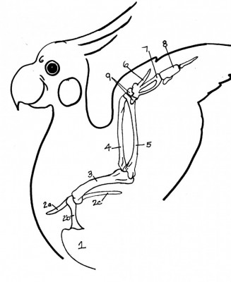 thoracic limb of the bird