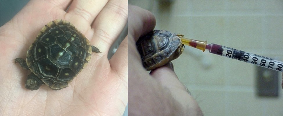 Tiny turtles