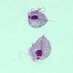 Trichomonose identifiée sur un étalement de selles fraiches chez un sugar glider