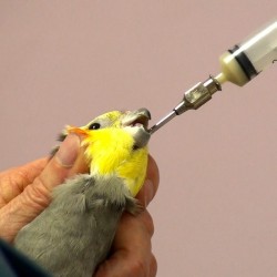 tube feeding cockatiel