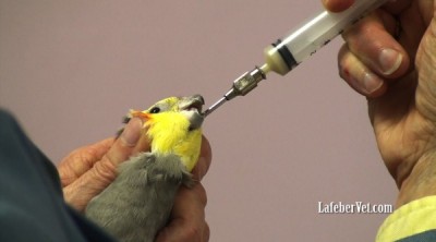 tube feeding cockatiel