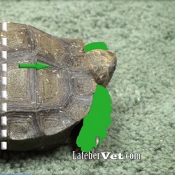 turtle divided in half green