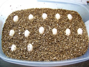 Huevos de tortuga en incubación
